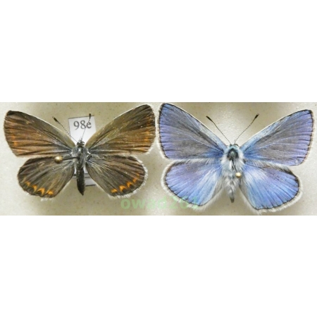 Polyommatus thersites (Cantener, 1835) pair Poland98e